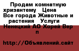 Продам комнатную хризантему › Цена ­ 250 - Все города Животные и растения » Услуги   . Ненецкий АО,Хорей-Вер п.